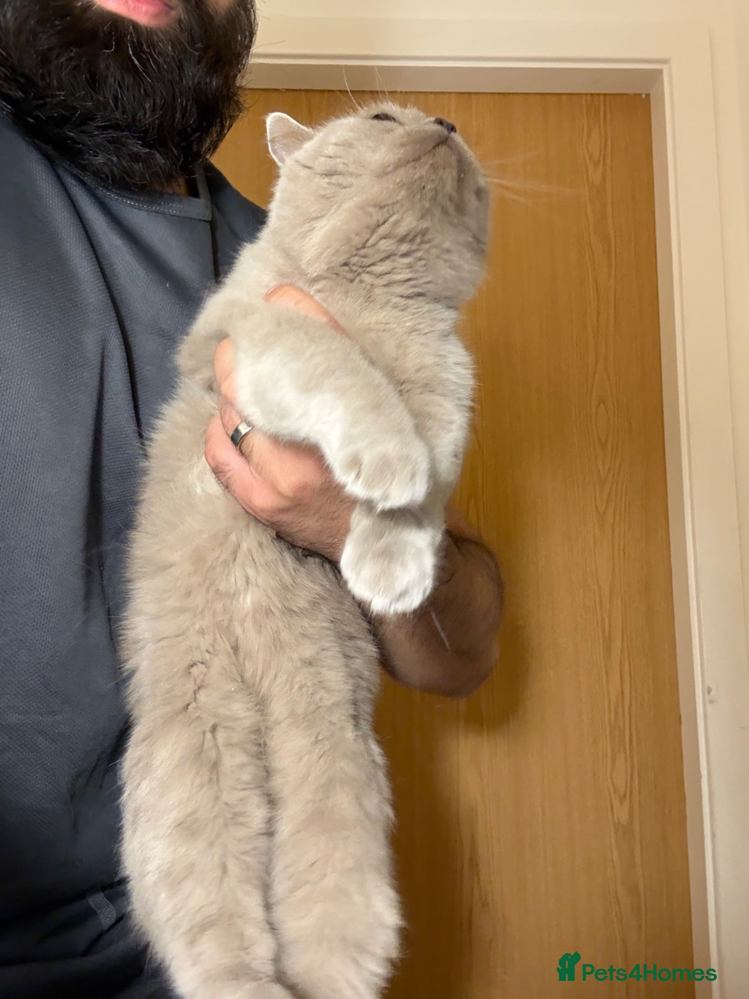 British Shorthair cats 2 British Blue Girls Looking for Forever homes - Advert 2