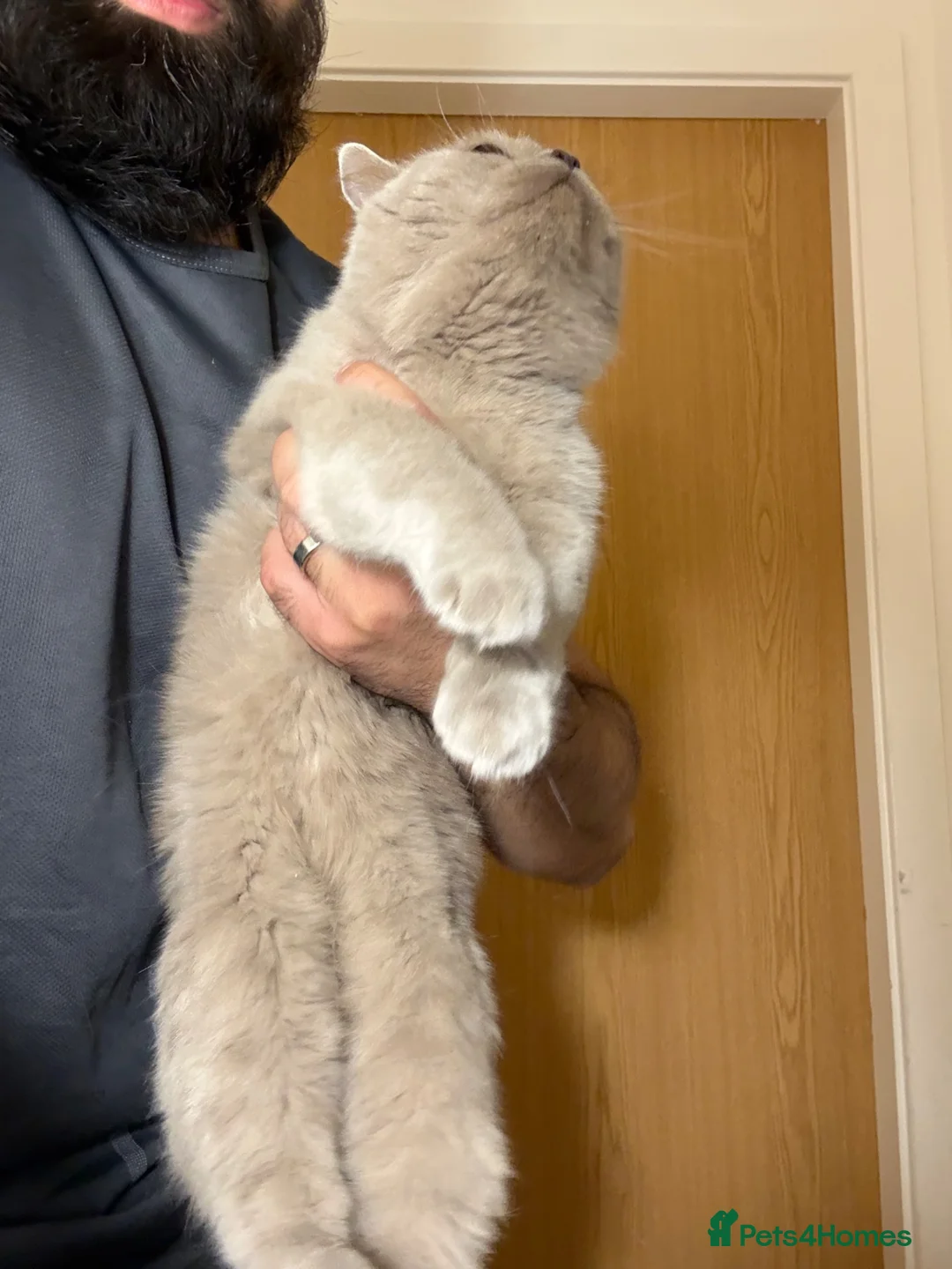 British Shorthair cats for sale: 2 British Blue Girls Looking for Forever homes in Glasgow - Advert 2