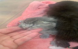 Mixed Breed cats for sale: Little ones are looking for home - Image 2