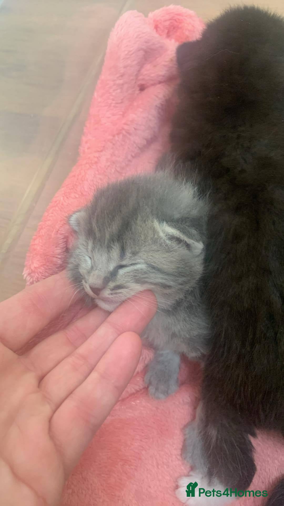 Mixed Breed cats for sale: Little ones are looking for home - Image 2