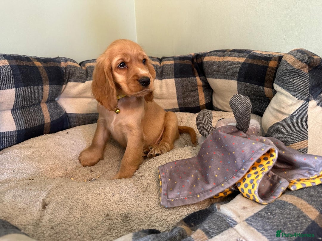 Cocker Spaniel dogs for sale: *Show Type* Cocker Spaniel Puppies  - Image 6