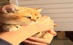 British Shorthair cats for sale: Early BLACK FRIDAY deal available  - Image 2