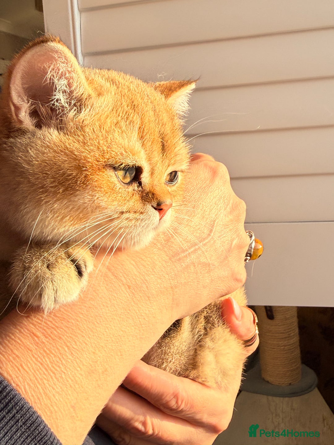 British Shorthair cats for sale: Early BLACK FRIDAY deal available  - Image 2