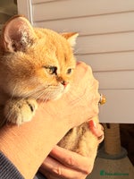 British Shorthair cats - Advert 5