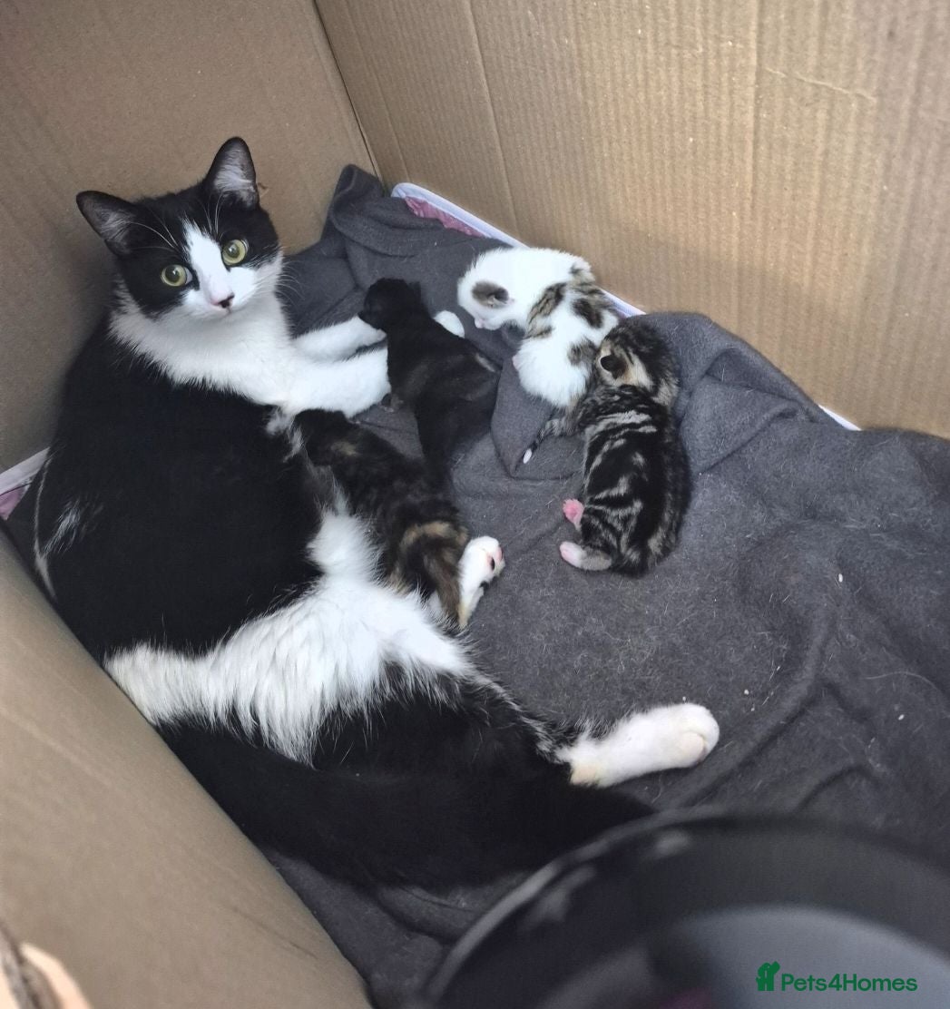 Mixed Breed cats Playful kittens for sale  - Advert 2