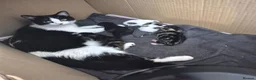 Mixed Breed cats for sale: Playful kittens for sale  in Weston-super-Mare - Advert 1