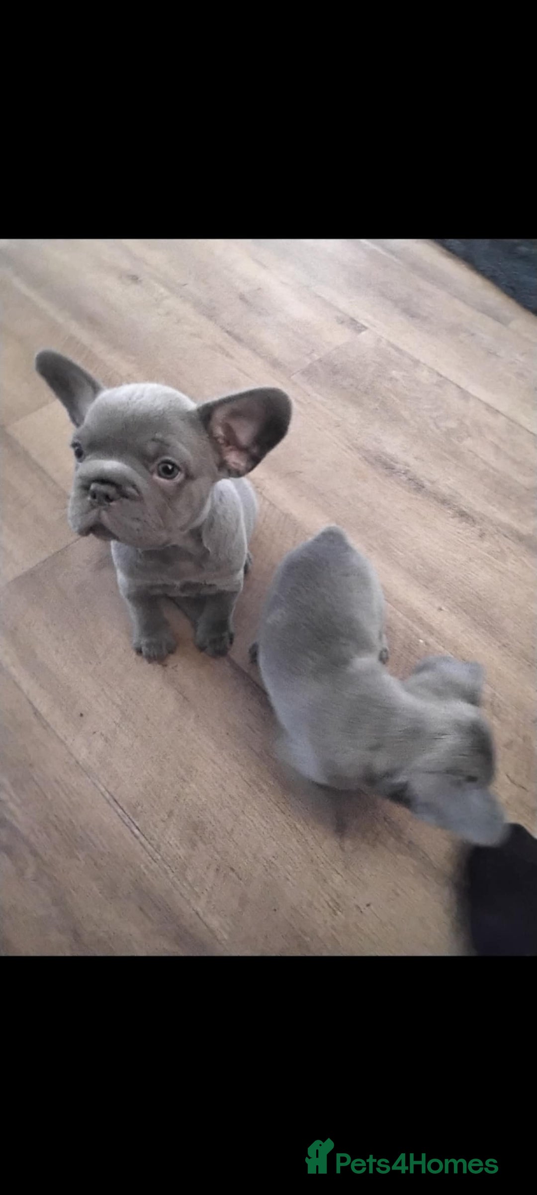 French Bulldog dogs for sale: X4 frenchbulldogs/fluffy carriers - Image 2