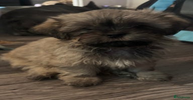 Shih Tzu dogs - Advert 10
