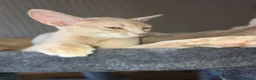Abyssinian cats for sale: Beautiful Aby kitten just 2 left - Advert 5
