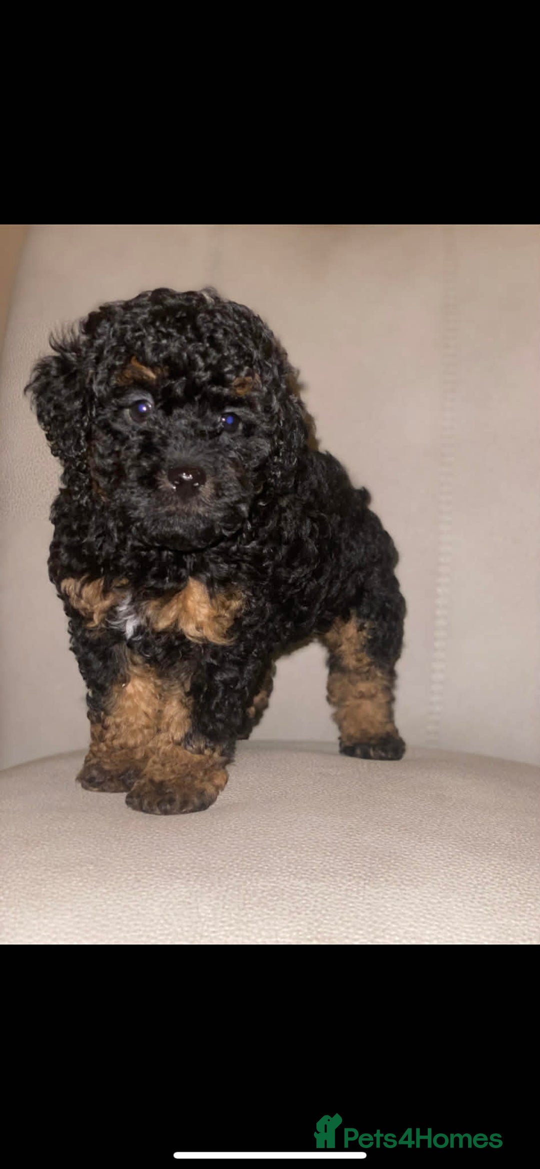 Toy Poodle dogs for sale: One Kc phantom toy poodle left- ready now!  - Advert 32