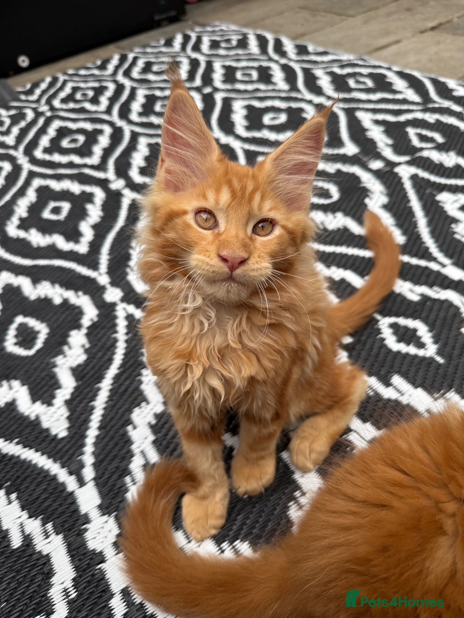 Maine Coon cats TICa reg 9 XXL Massive Red Kittens - Advert 1