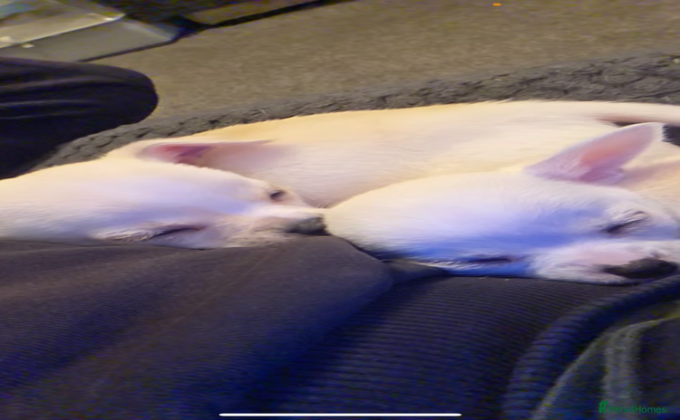 Chihuahua dogs - Advert 2