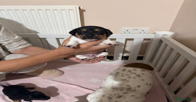 Jack Russell dogs - Advert 4