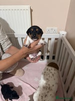 Jack Russell dogs - Advert 4