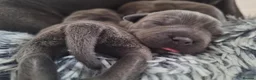 Staffordshire Bull Terrier dogs for sale: TOP QUALITY KC REG BLUE STAFFY! ONLY 1 GIRL LEFT! in Northolt - Advert 1