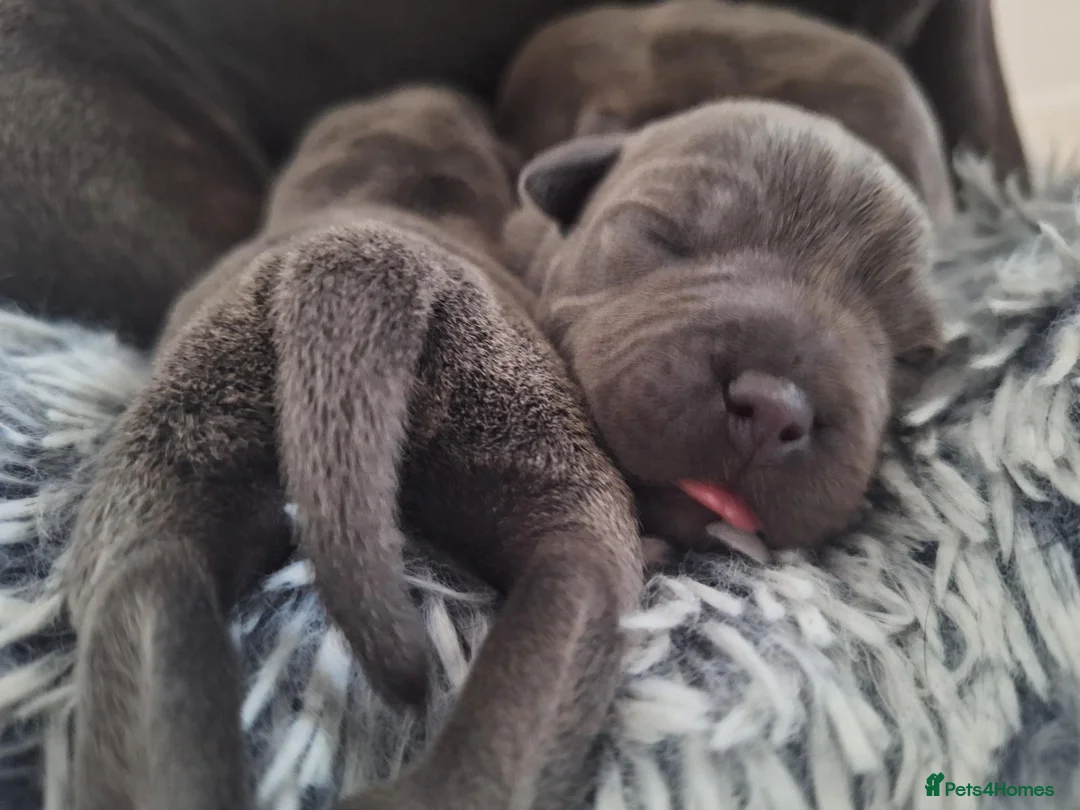Staffordshire Bull Terrier dogs for sale: TOP QUALITY KC REG BLUE STAFFY! ONLY 1 GIRL LEFT! in Northolt - Advert 1