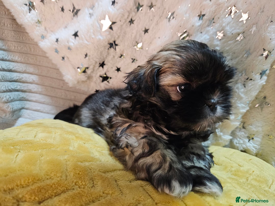 Shih Tzu dogs for sale: Adorable Shih I Puppies For Sale - 3 Boys & 1 Girl - Advert 7