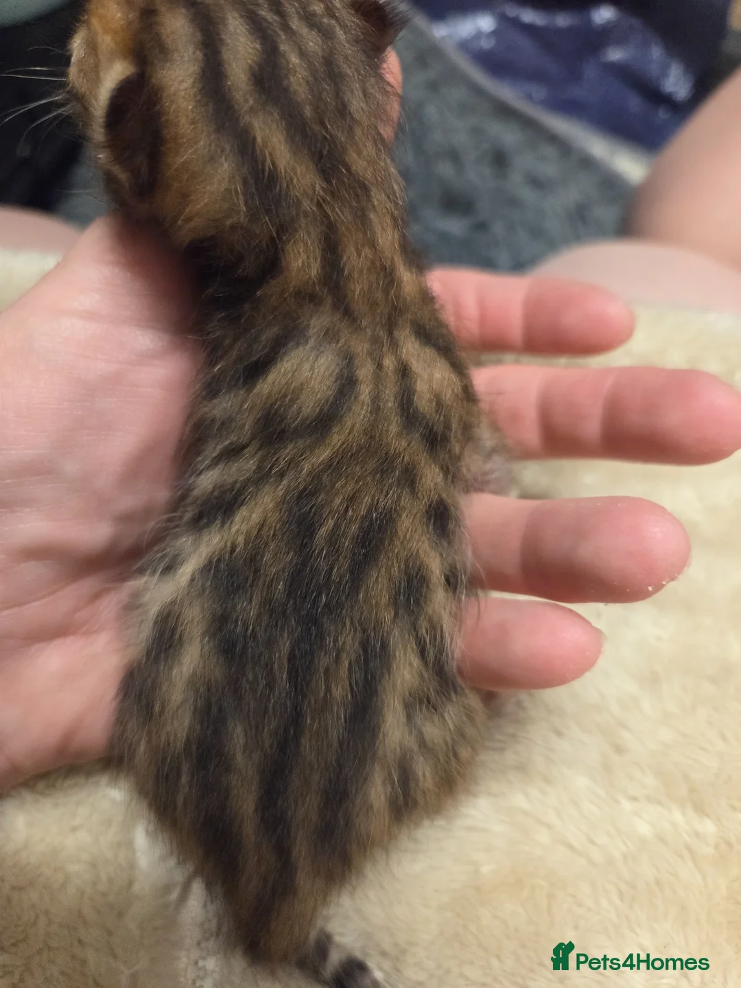 Bengal cats for sale: TICA reg neutered full bengal kittens - Advert 2