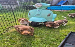 Miniature Dachshund dogs for sale: Miniature sausages Kc reg  in Wigan - Image 27