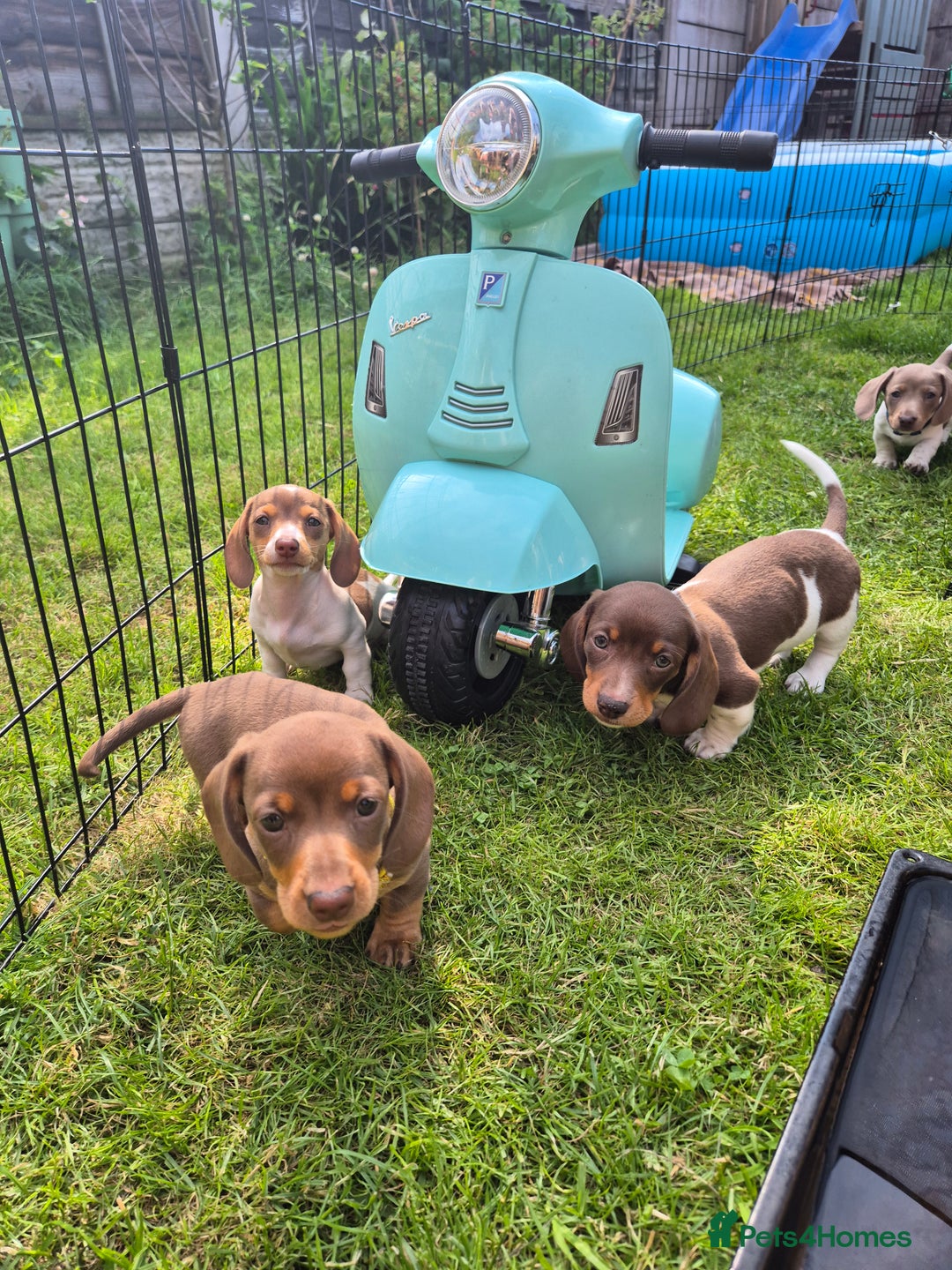 Miniature Dachshund dogs for sale: Miniature sausages Kc reg  in Wigan - Image 27