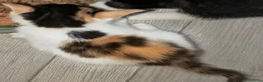 British Shorthair 2