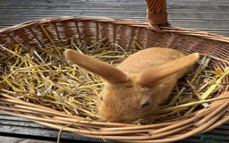 New Zealand rabbits for sale: New Zealand Red & White Rabbits - Image 9