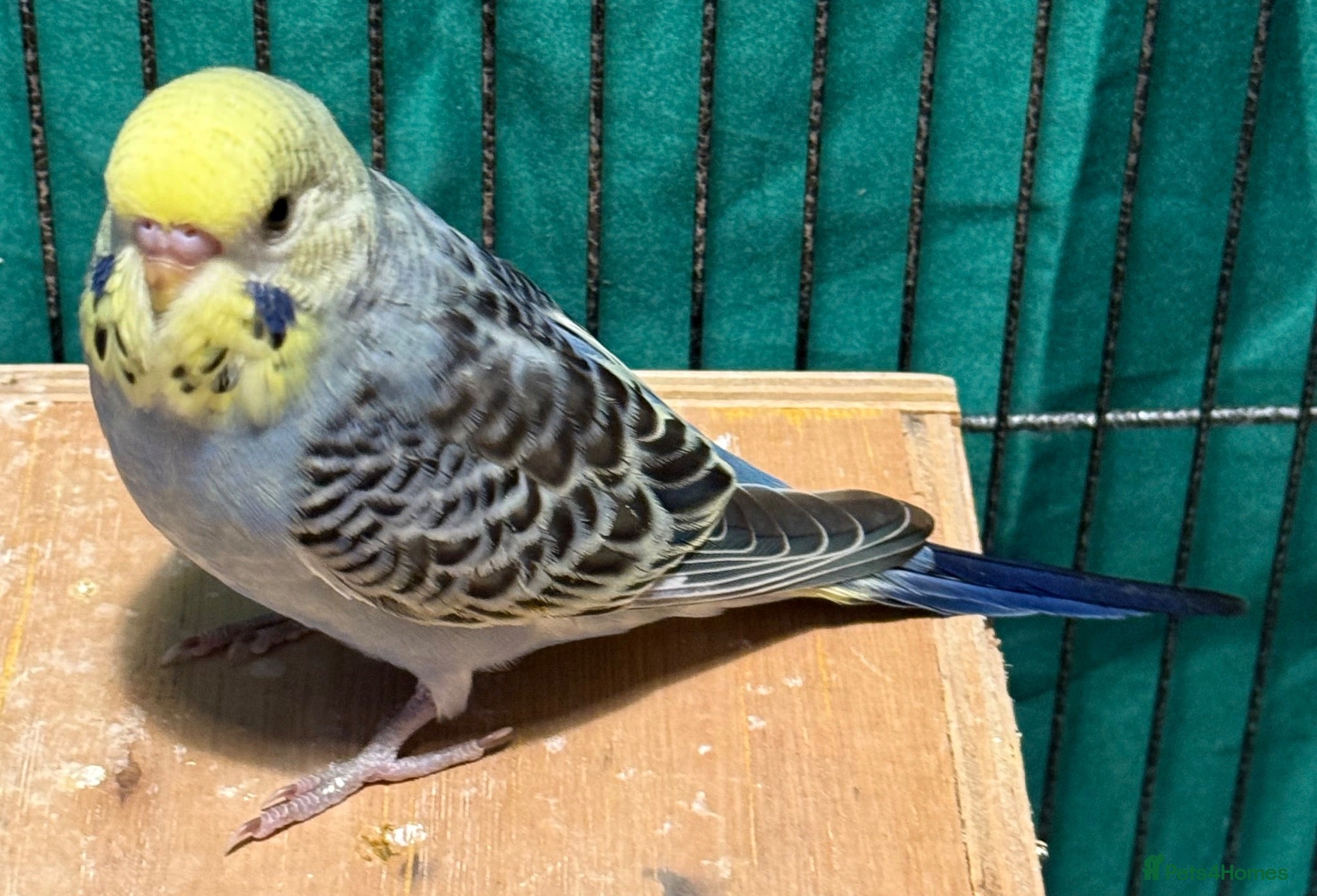 Budgerigars birds young  budgies available  Wa7  area   - Advert 1