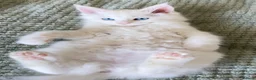 Maine Coon cats for sale: Maine Coon Kittens - Advert 7