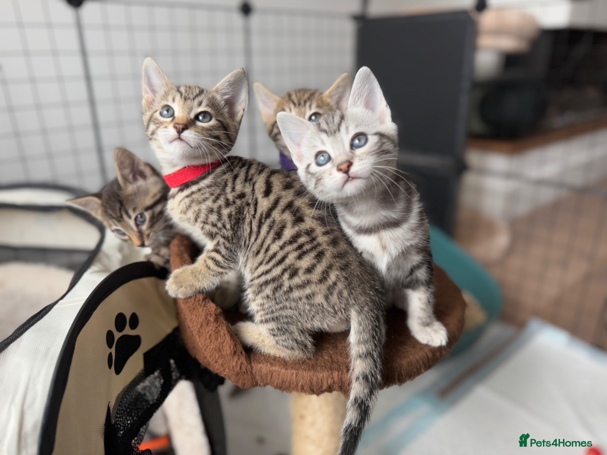 Savannah cats Savannah Kittens for Sale - Advert 1