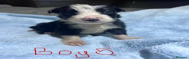 Puppy 10 - Boy