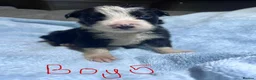 Border Collie dogs for sale: Border Collie Pups - 5 Girl & 5 Boys in Neath - Advert 2
