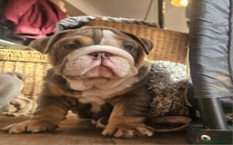 English Bulldog dogs for sale: Outstanding KC English Bulldogs, Top Quality Pups - Image 1