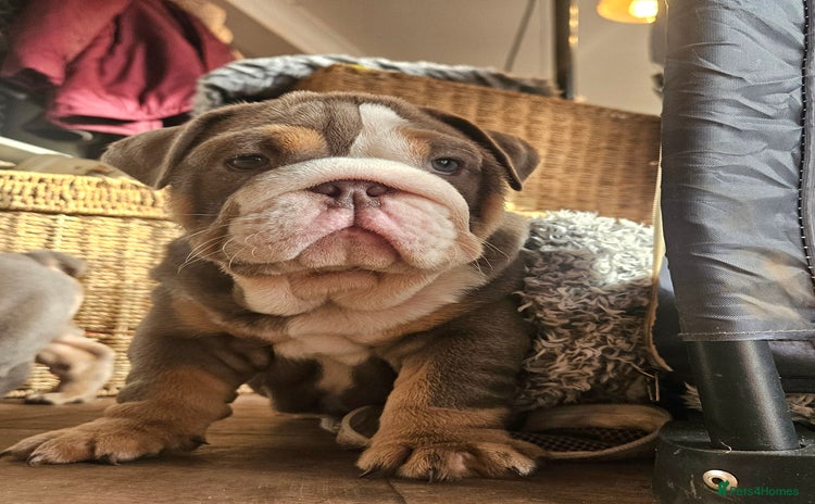 English Bulldog dogs - Advert 2