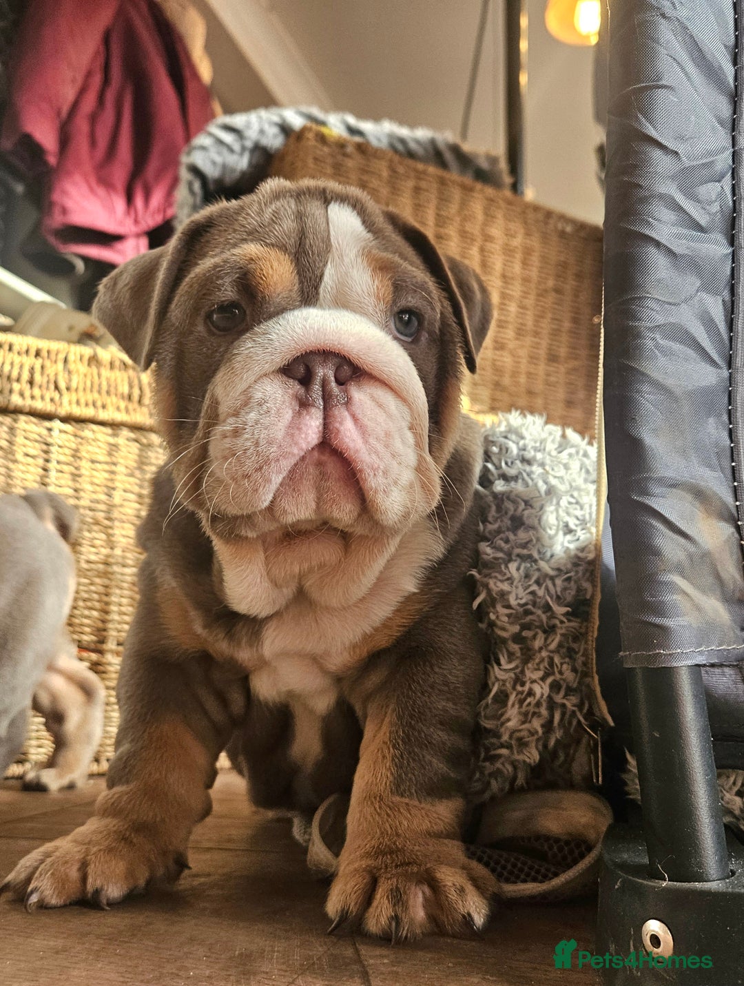 English Bulldog dogs for sale: Outstanding KC English Bulldogs, Top Quality Pups - Image 1