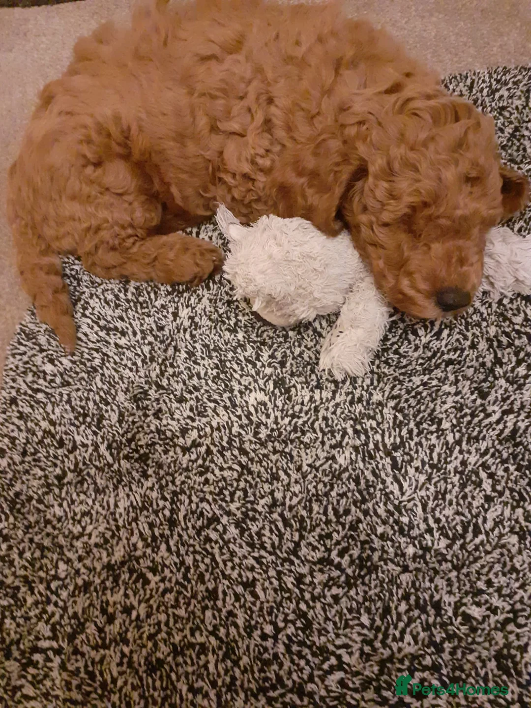 Cockapoo dogs for stud: F1 Red Cockapoo PROVEN Stud-Extensively DNA Tested in Stafford - Advert 20