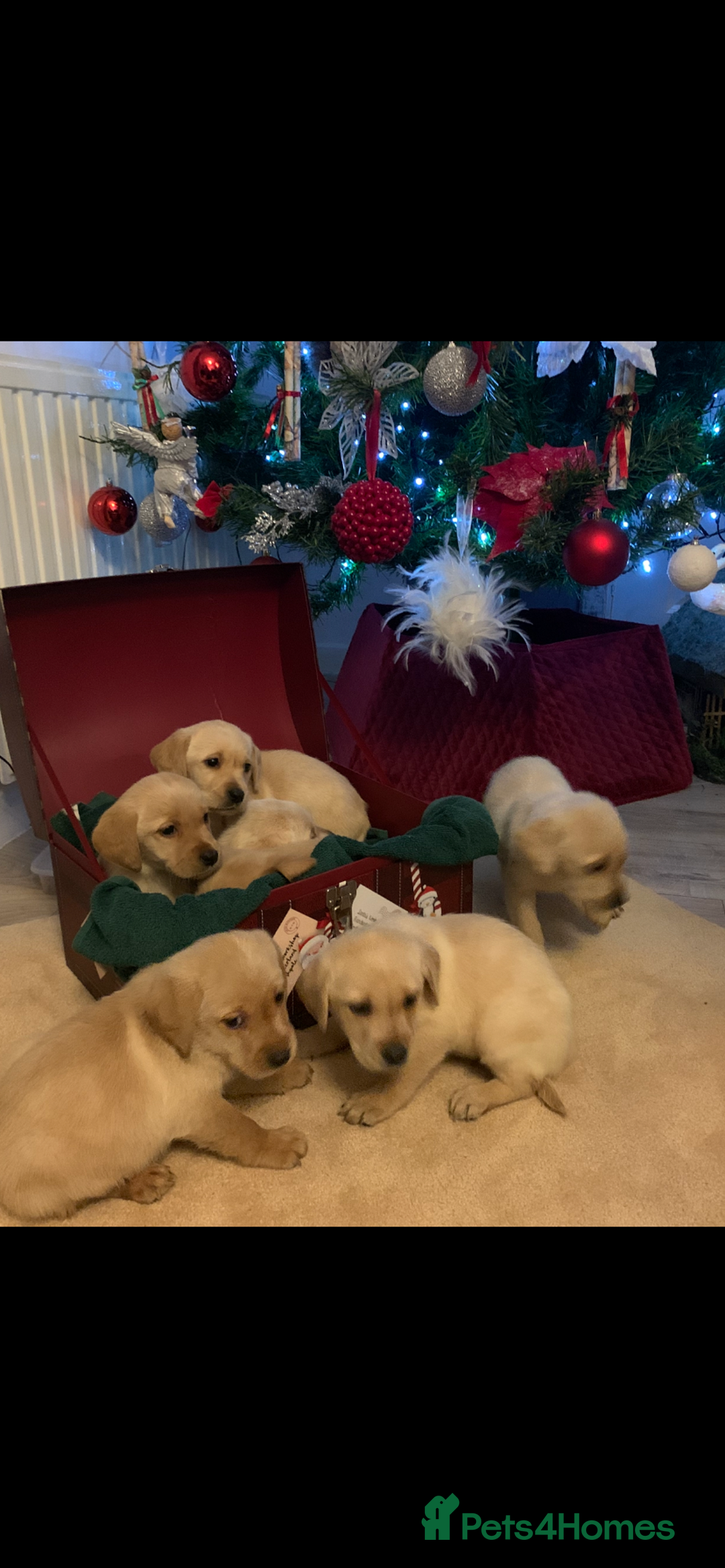 Labrador Retriever dogs for sale: Labrador puppies for sale - Advert 6