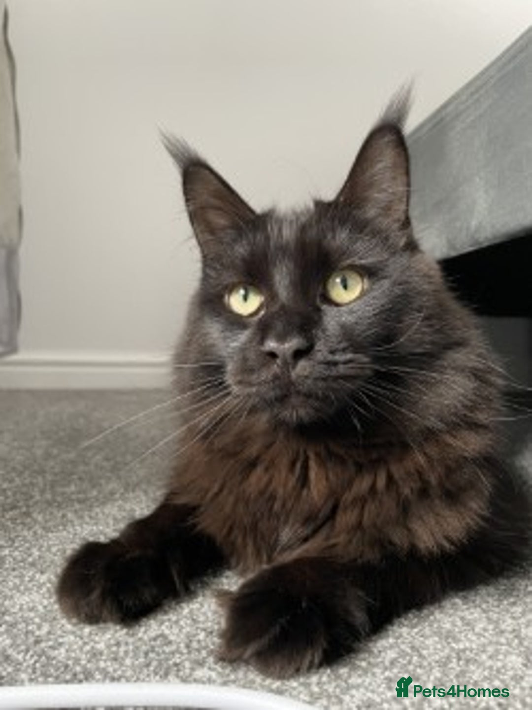 Maine Coon cats for sale: 2x Maine Coon sisters (GCCF) - Advert 6