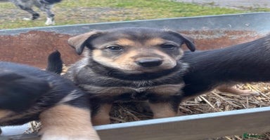 Mixed Breed dogs - Advert 4
