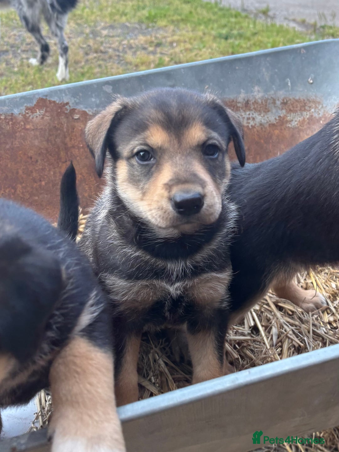 Mixed Breed dogs for sale: Huntaway pups - ready! - Image 2