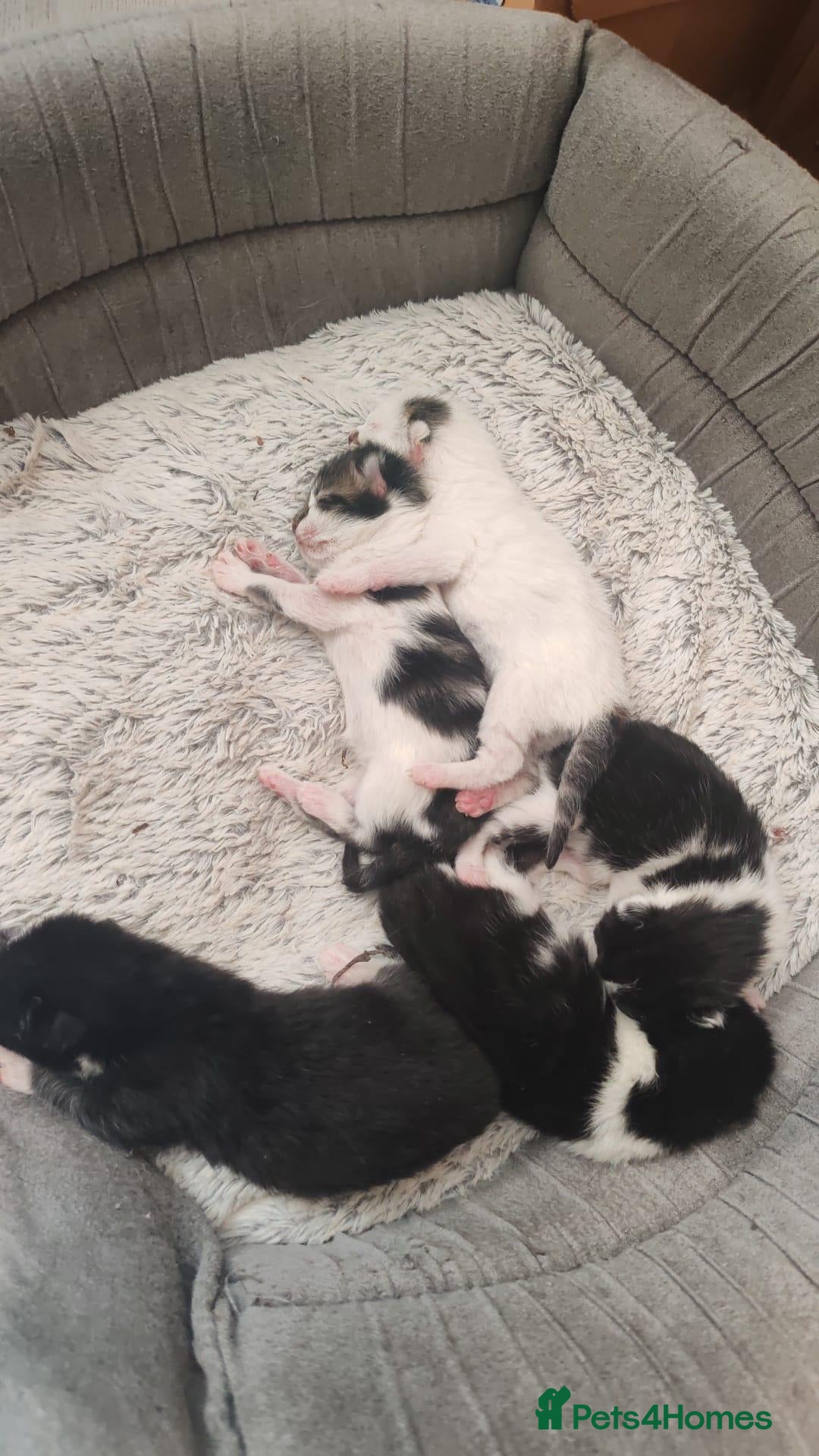 Mixed Breed cats 5 kittens  - Advert 2