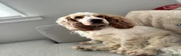 Cocker Spaniel dogs for sale: Cocker spaniel puppies  - Advert 7