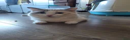 Ragdoll cats for sale: Registration Ragdoll kittens  - Advert 10