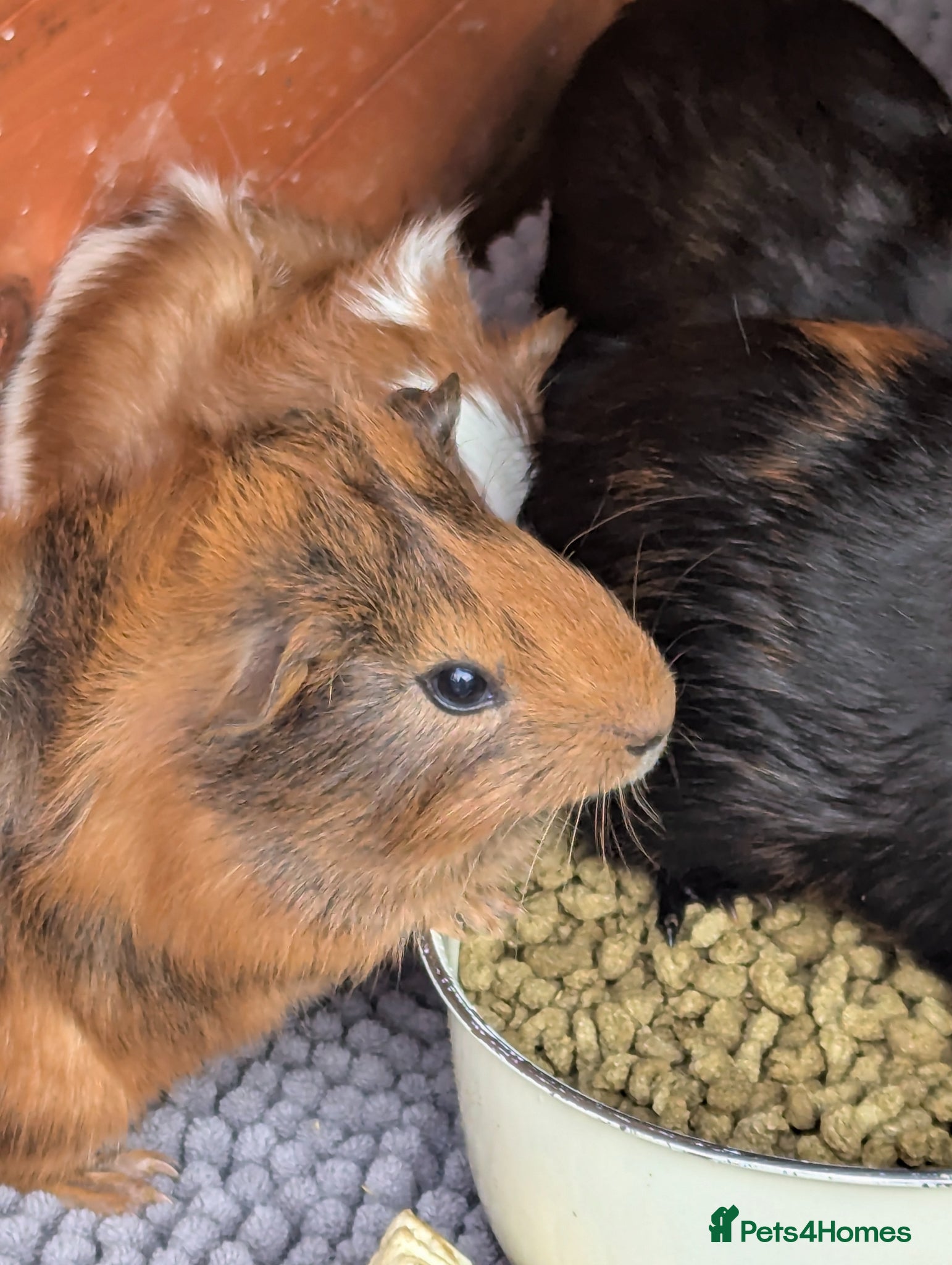 Guinea Pig rodents for sale: Beautiful mixed litter of baby guinea piggies. - Advert 14