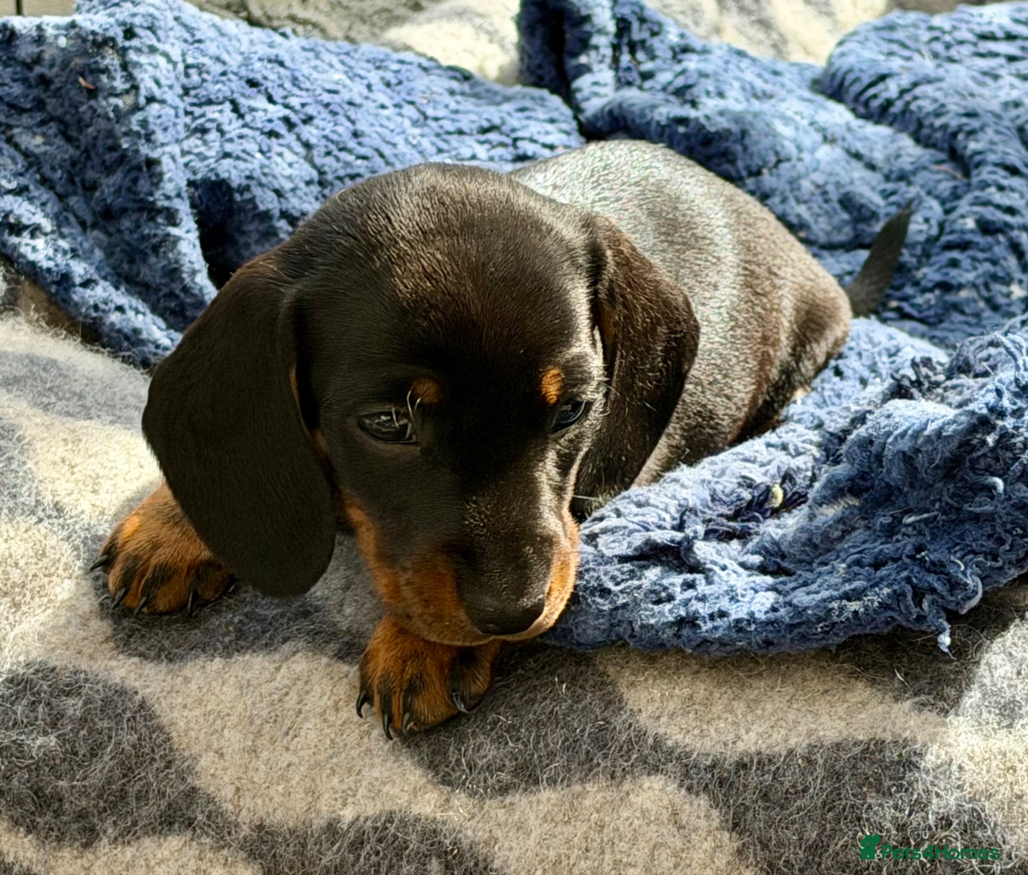 Miniature Dachshund dogs Meet Our Little Sausage Squad 🌭 - Advert 1