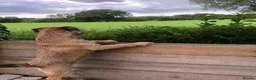 Border Terrier dogs for sale: Border Terrier Puppies - Advert 14