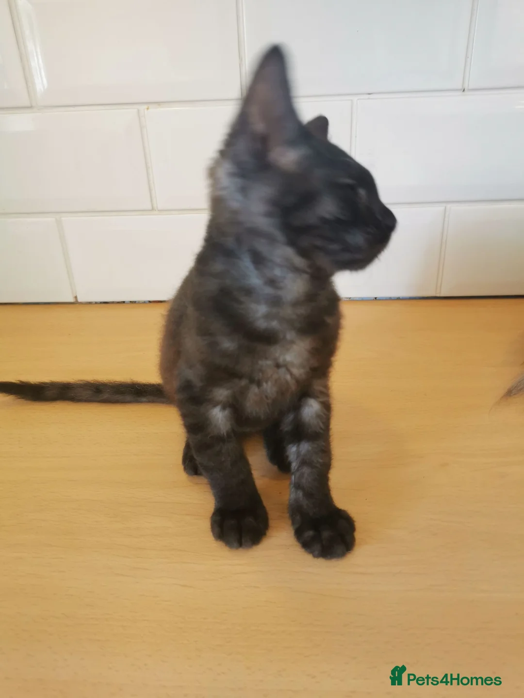 Mixed Breed cats for sale: Maine coon cross  - Advert 2