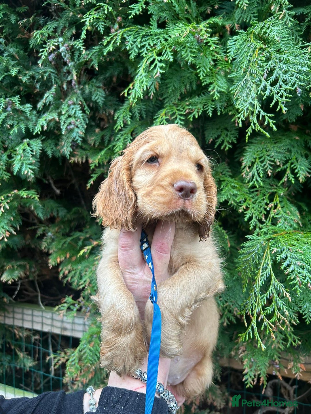 Cocker Spaniel dogs for sale: Stunning KC Show Cocker Spaniels - Advert 7