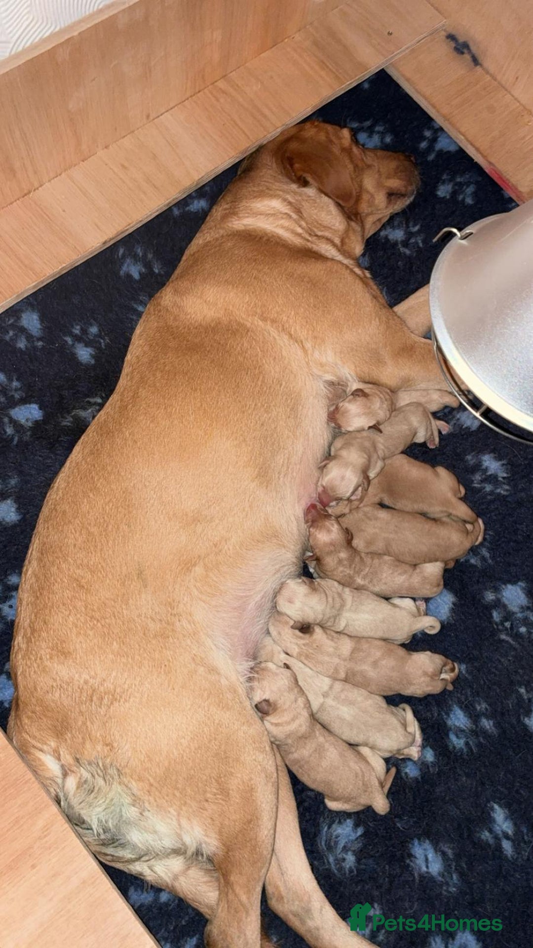 Labrador Retriever dogs for sale: KC Reg Working Fox Red & Yellow Lab Puppies - Advert 4