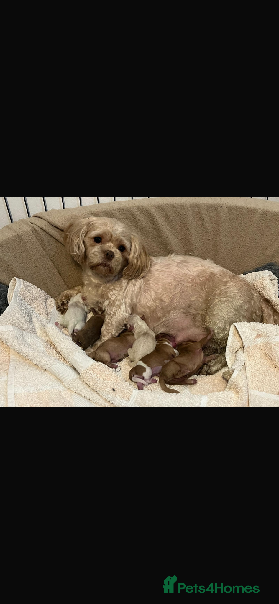 Shih Tzu dogs Gorgeous shitzu puppies - Advert 2