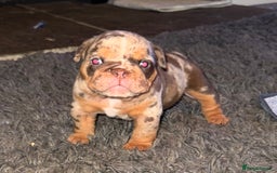 English Bulldog dogs for sale: English bulldog puppies - Image 5